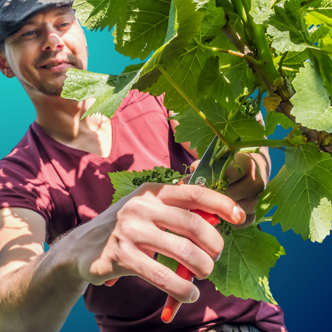 5000 contacts - Base de données de Vignerons et Viticulteurs